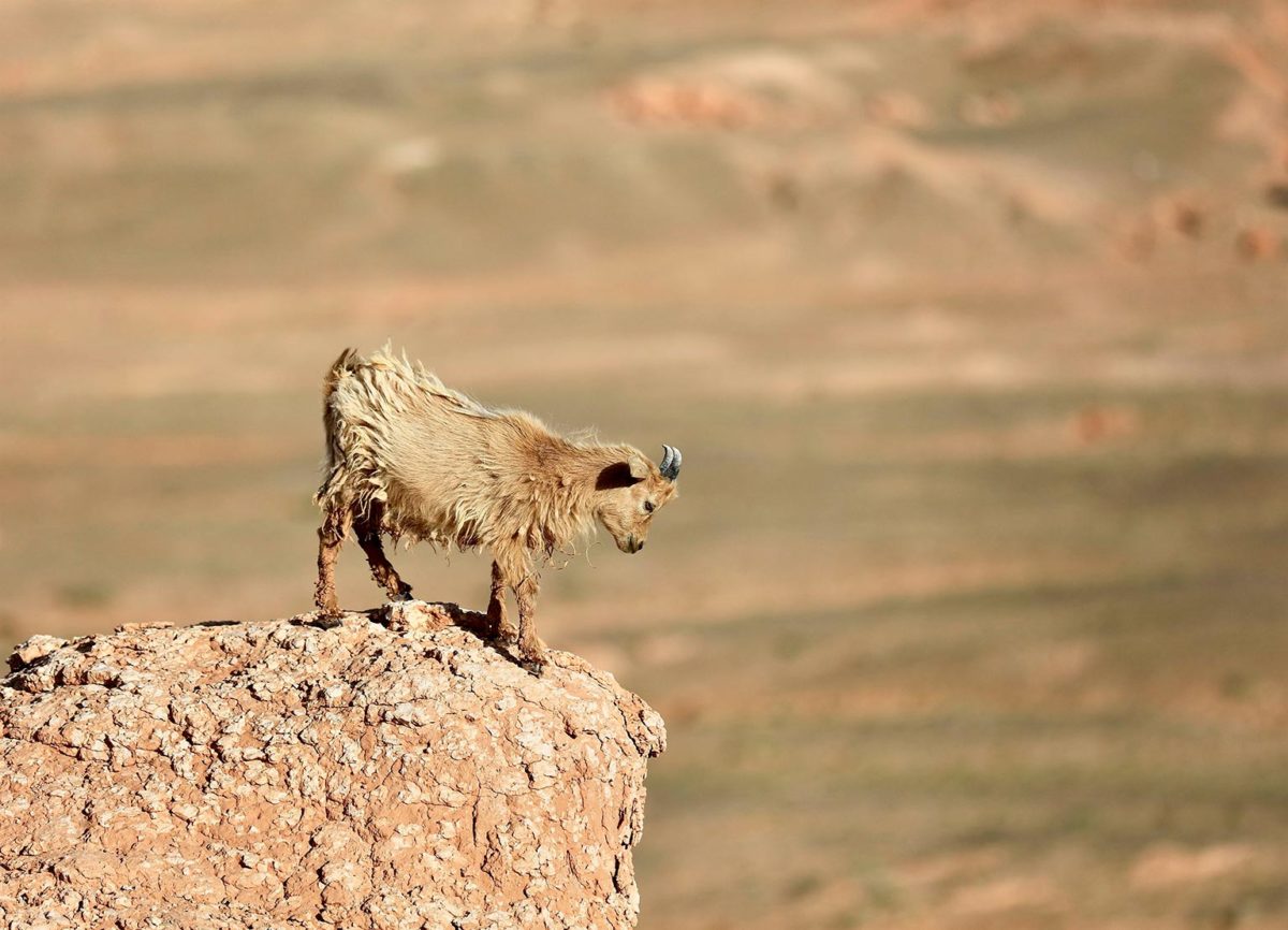 Chevrette dans le désert de Gobi