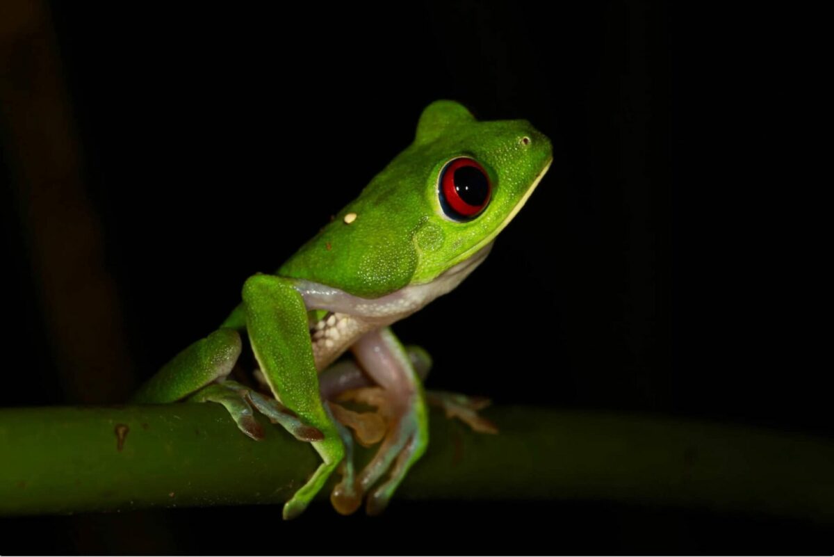 Couleurs costariciennes