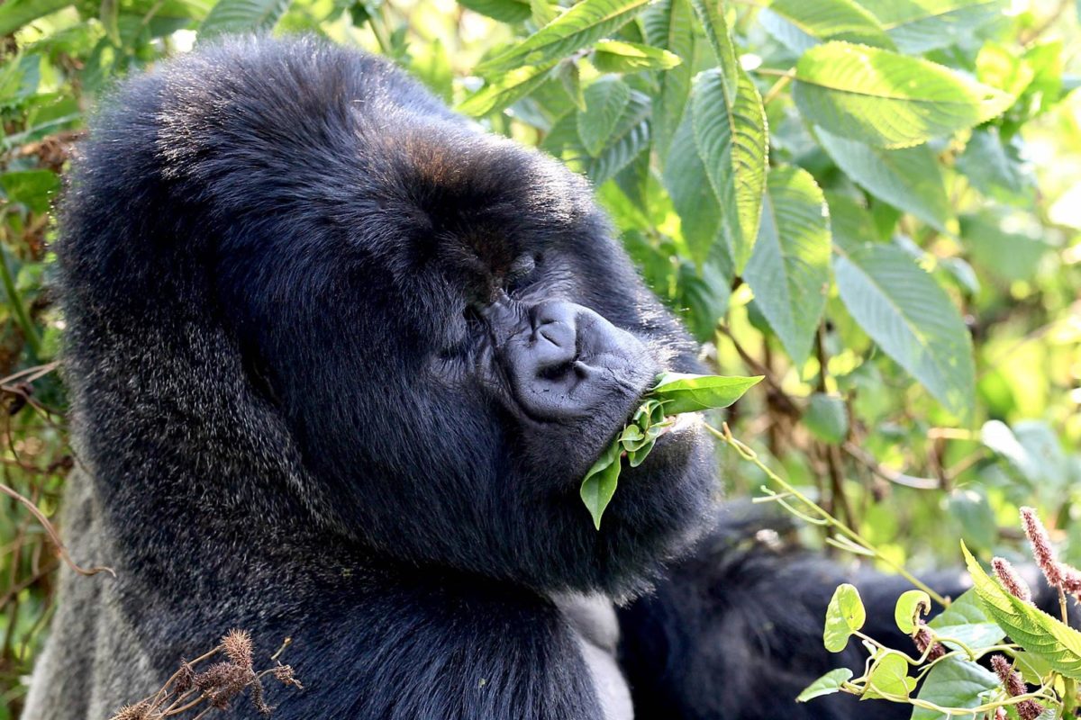 Gorille «dos argenté»