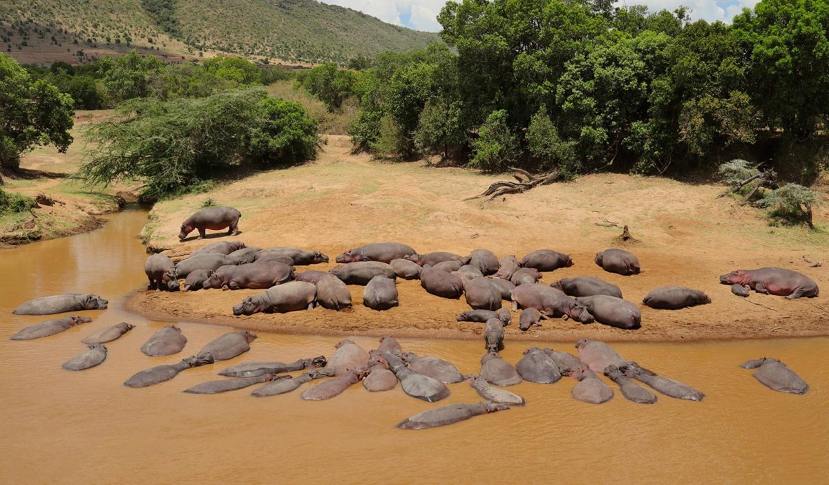 Hippopotames dans la rivière Mara