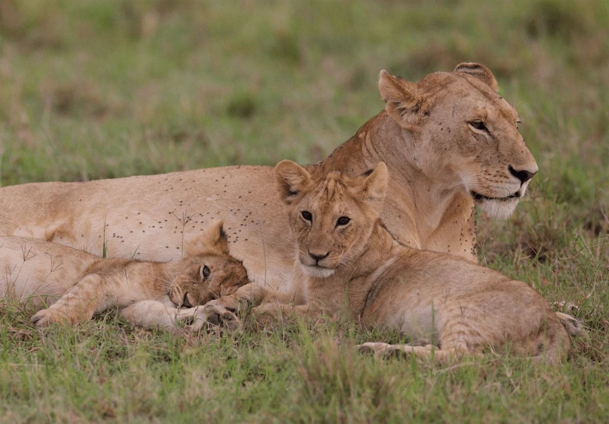 Lionceaux du Kenya