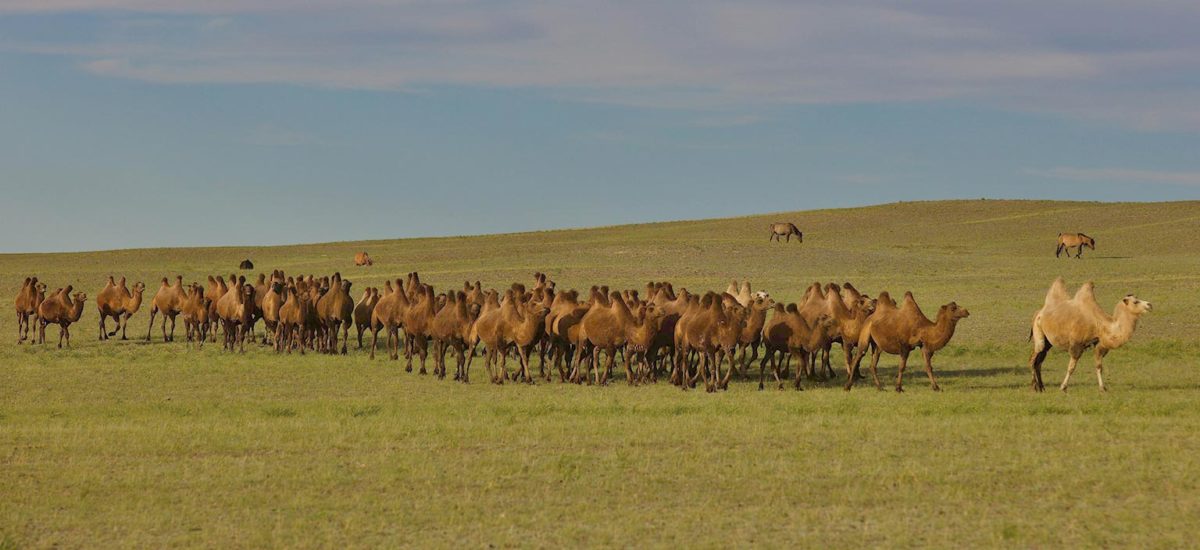 Migration de chameaux de Bactriane