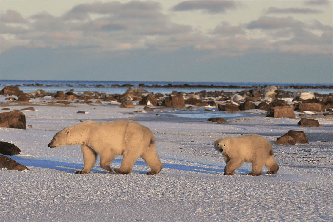 Ourse polaire et son ourson en Baie d’Hudson