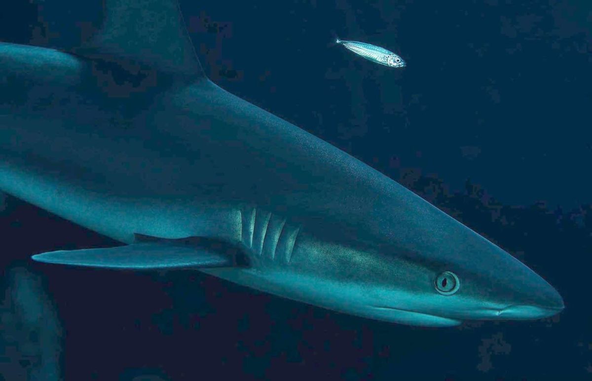 Requin gris de l’île Cocos
