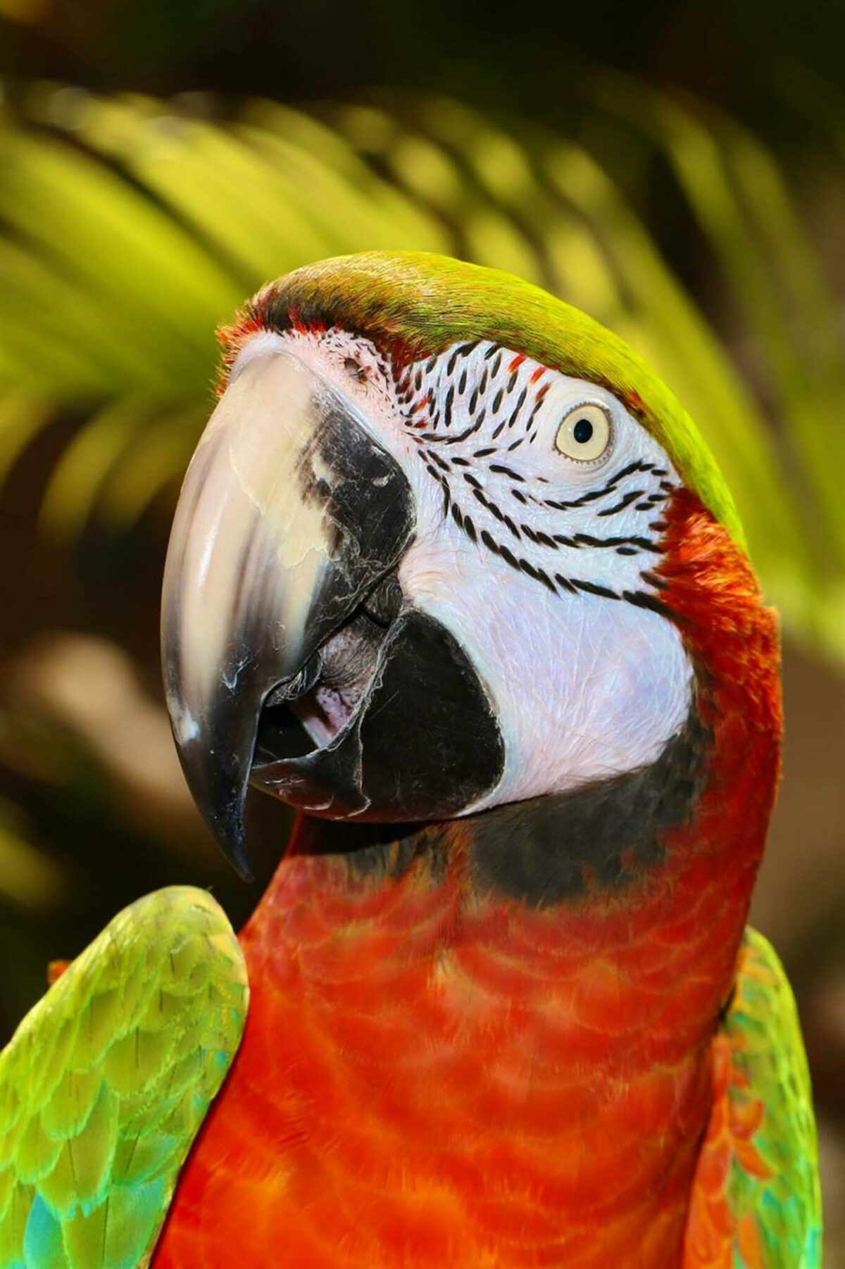 Ara chloroptère