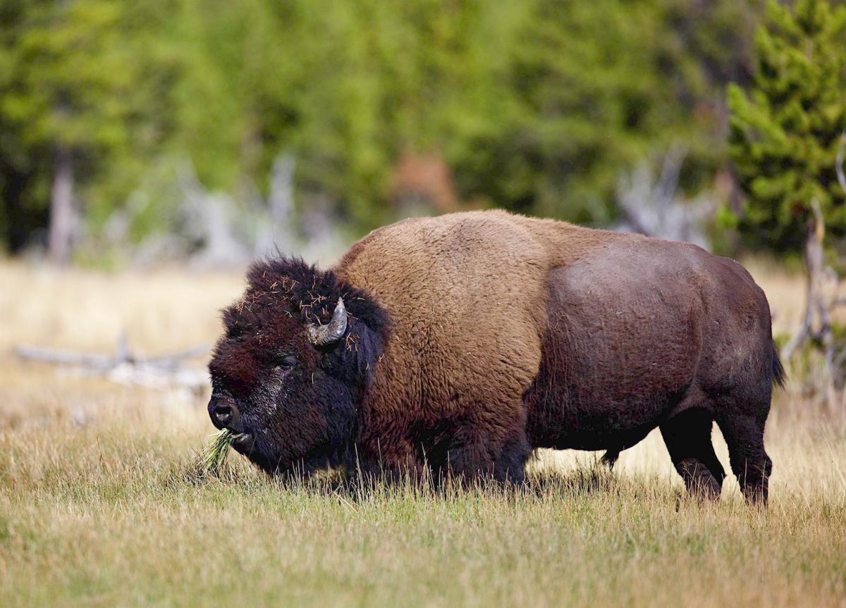 Bison solitaire du Yellowstone