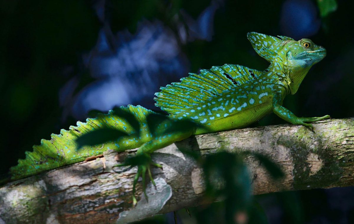 Dragon- parc national de Manù