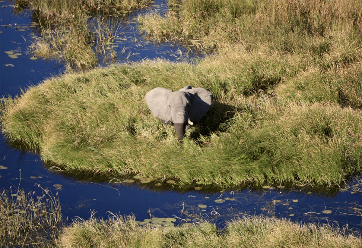Éléphant de l’Okavango
