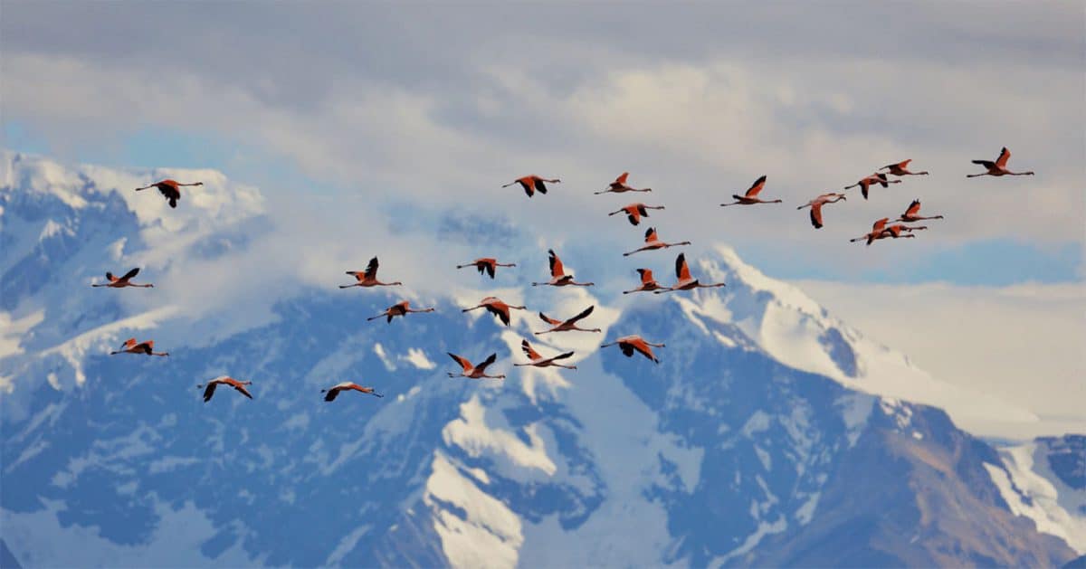 Flamands en vol dans le parc national des glaciers