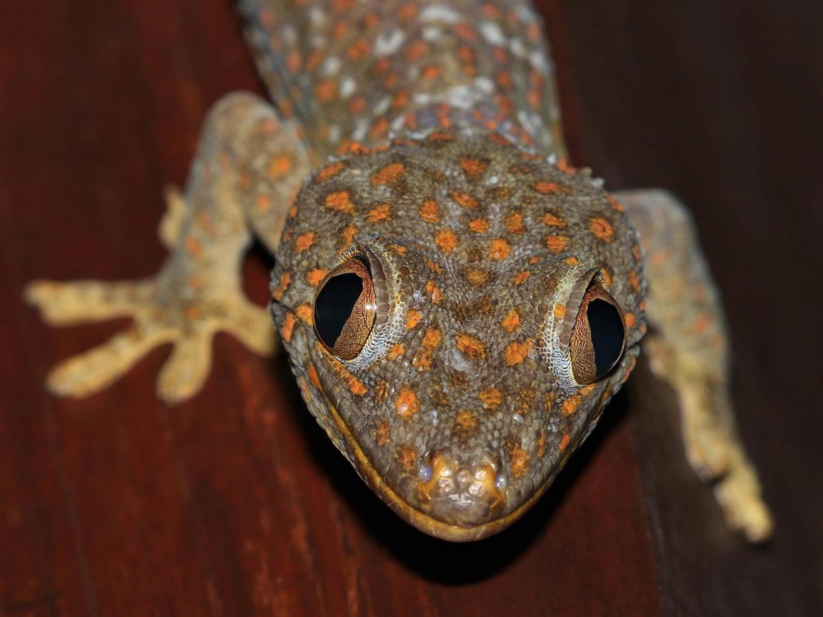 Gecko Tokay