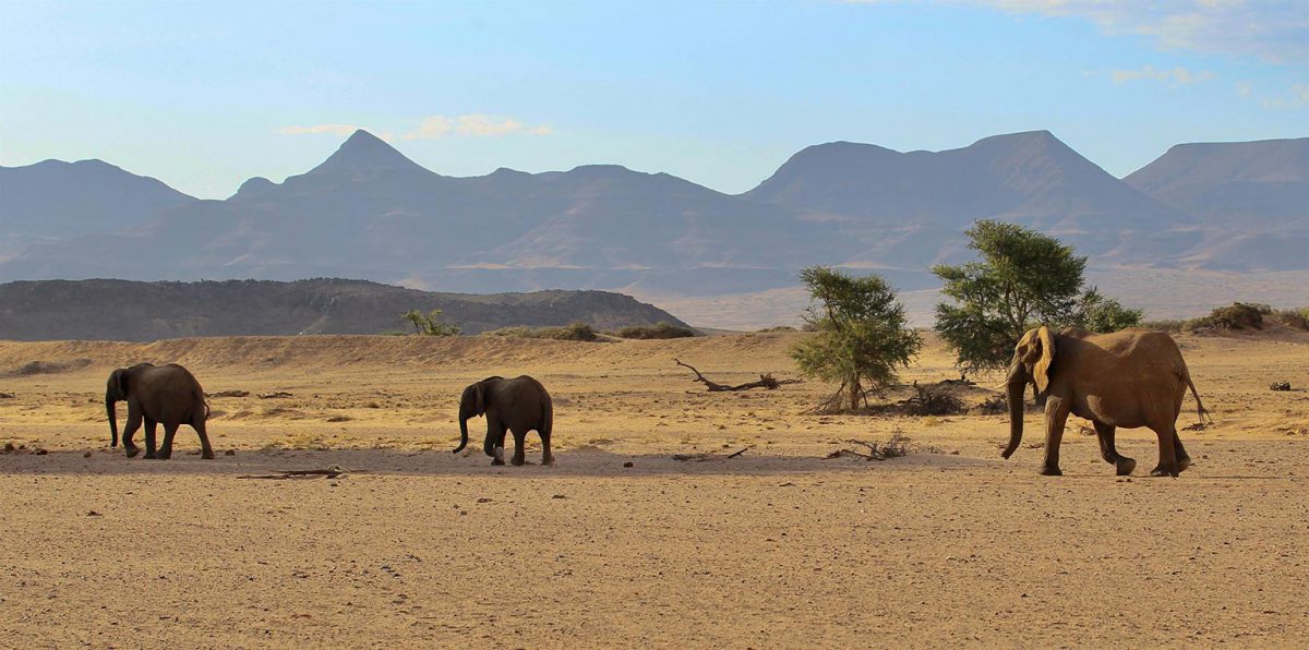 Groupe d'éléphants du désert