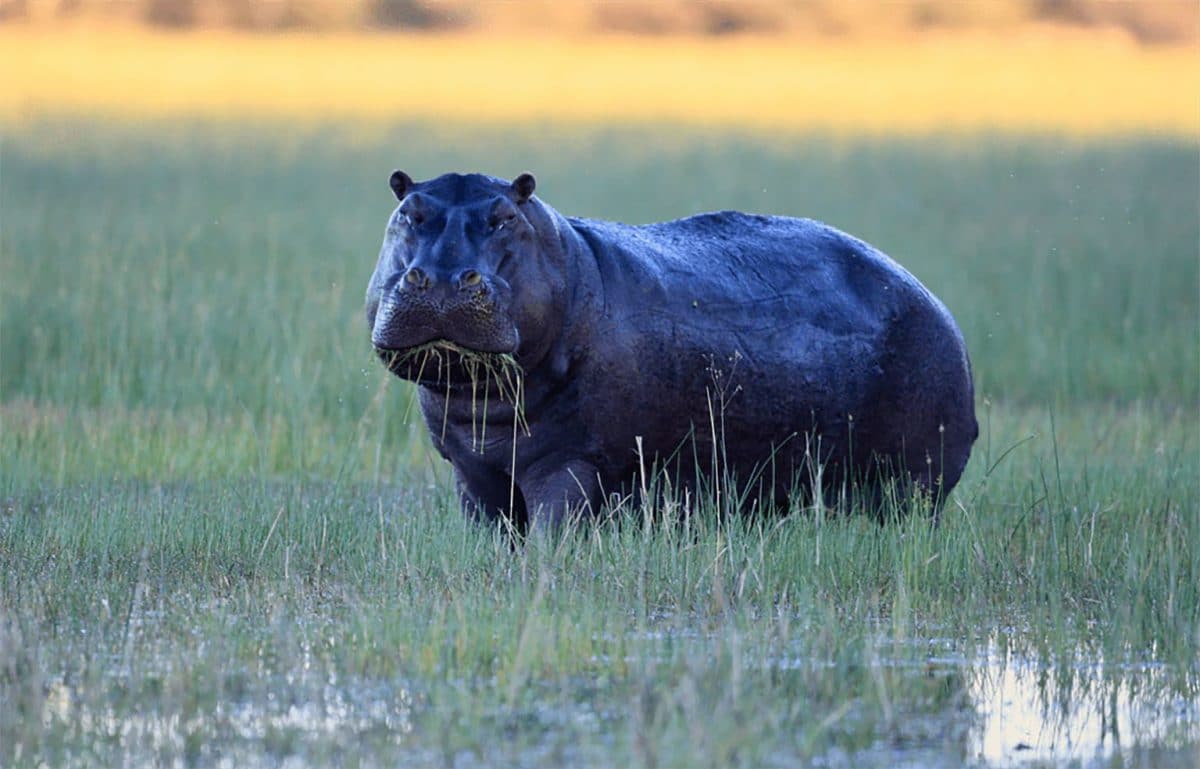 Hippopotame de l’Okavango