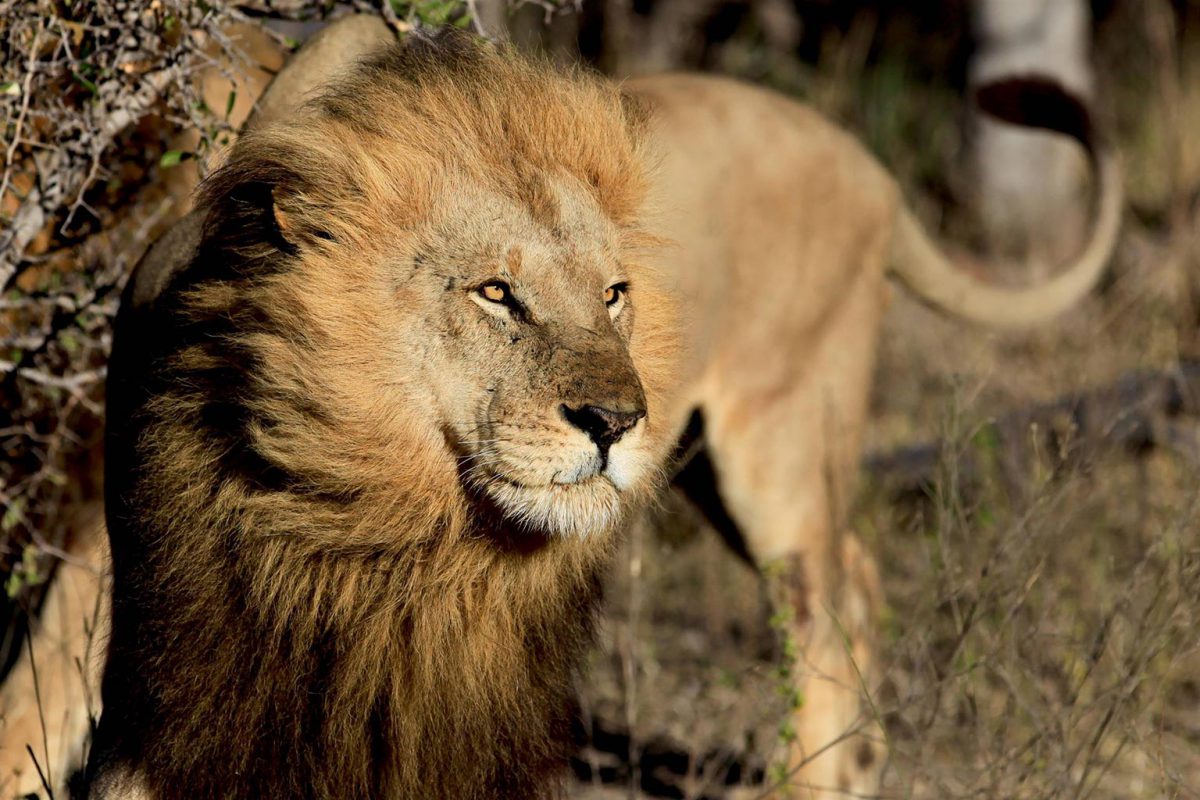 Jeune lion de l’Okavango