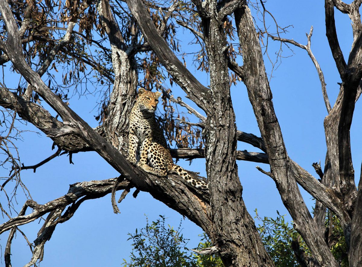 Léopard dans son arbre