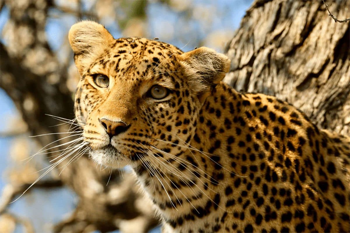 Léopard de l’Okavango