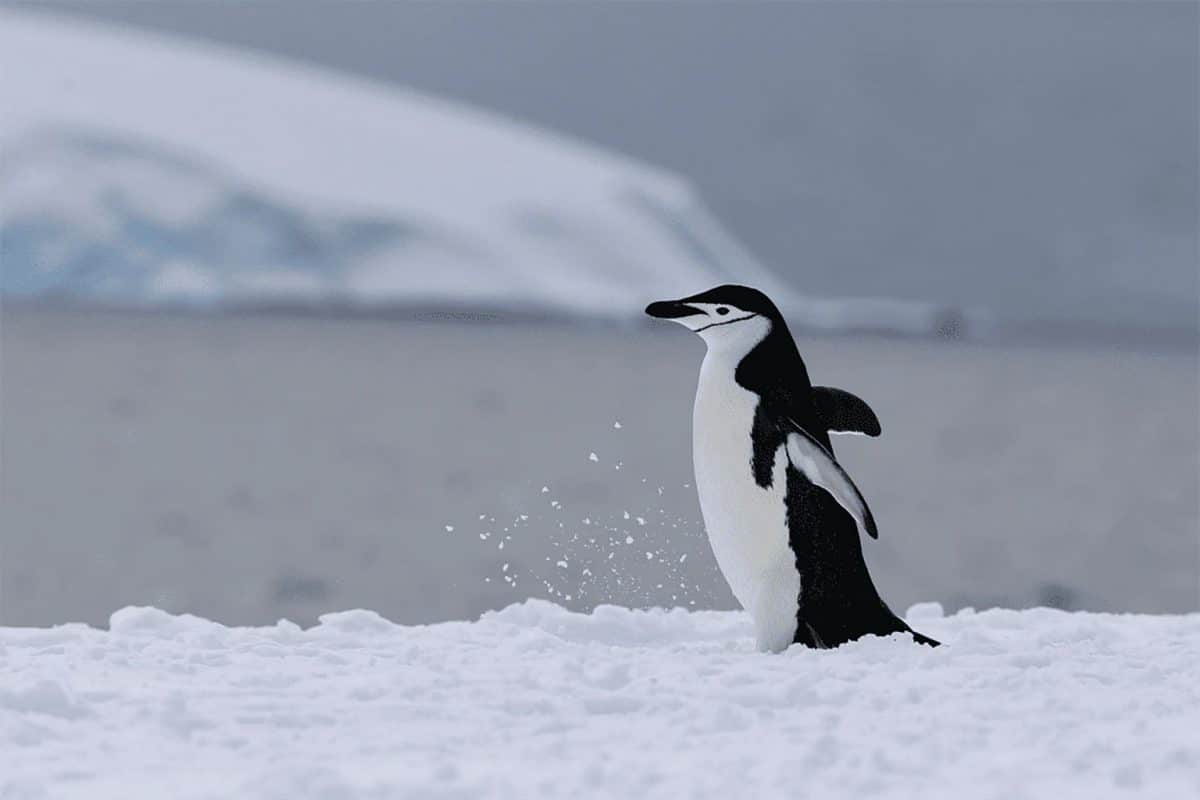 Péninsule Antarctique