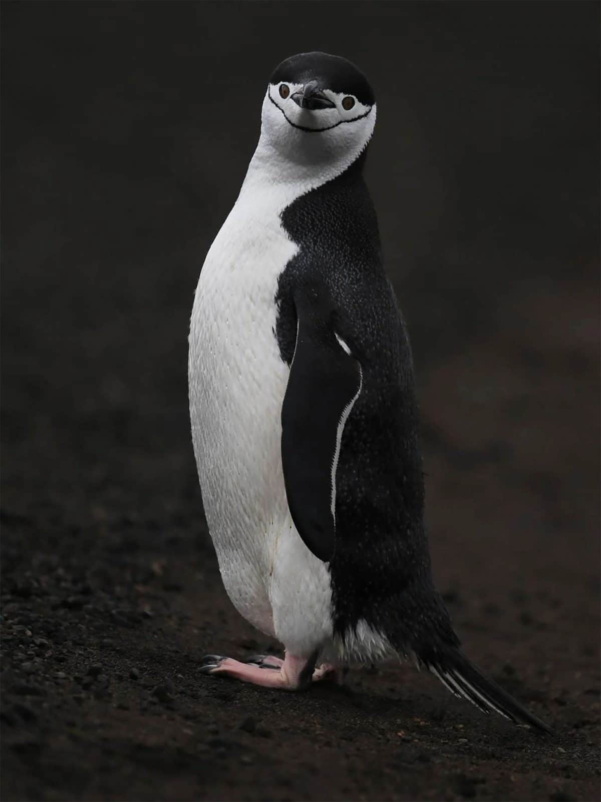 Manchot à jugulaire Antarctique, pose photographique