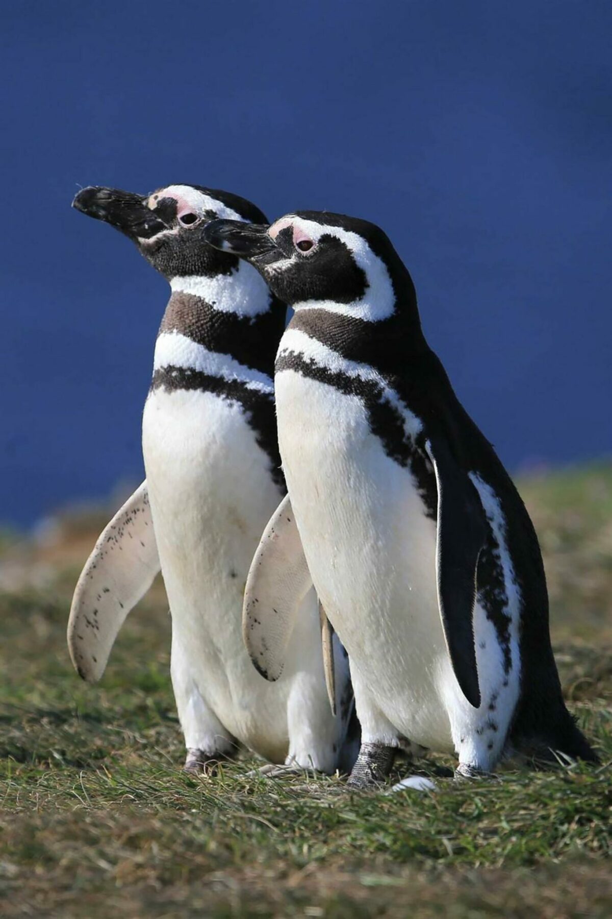 Manchots de Magellan