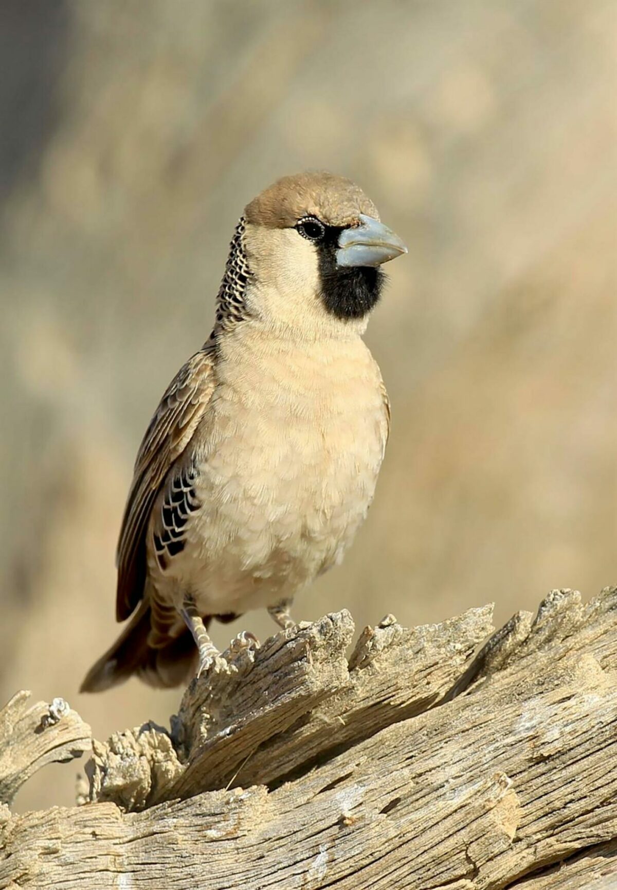 Moineau du désert