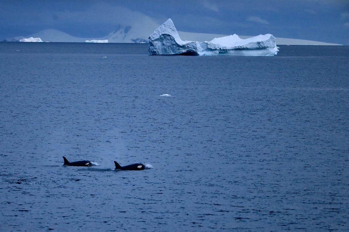 Orques en Péninsule Antarctique