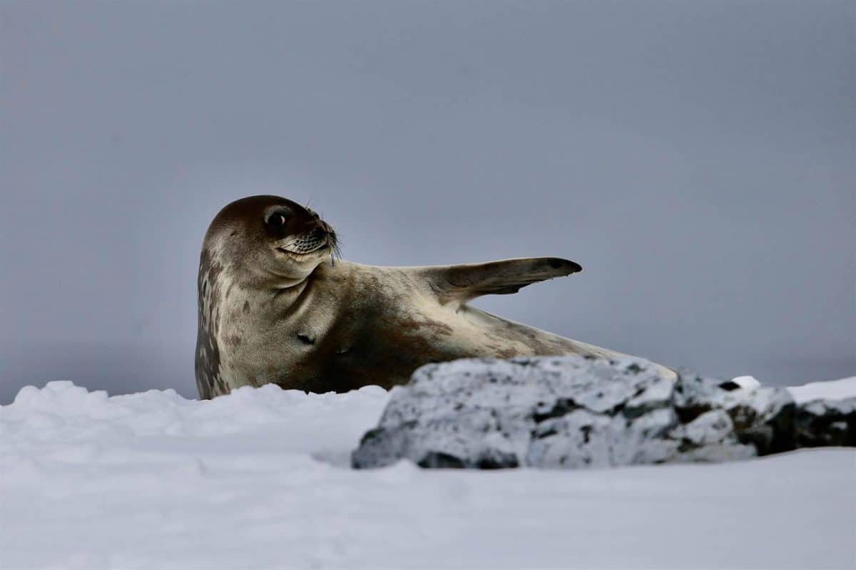 Phoque de Weddel, pose photographique
