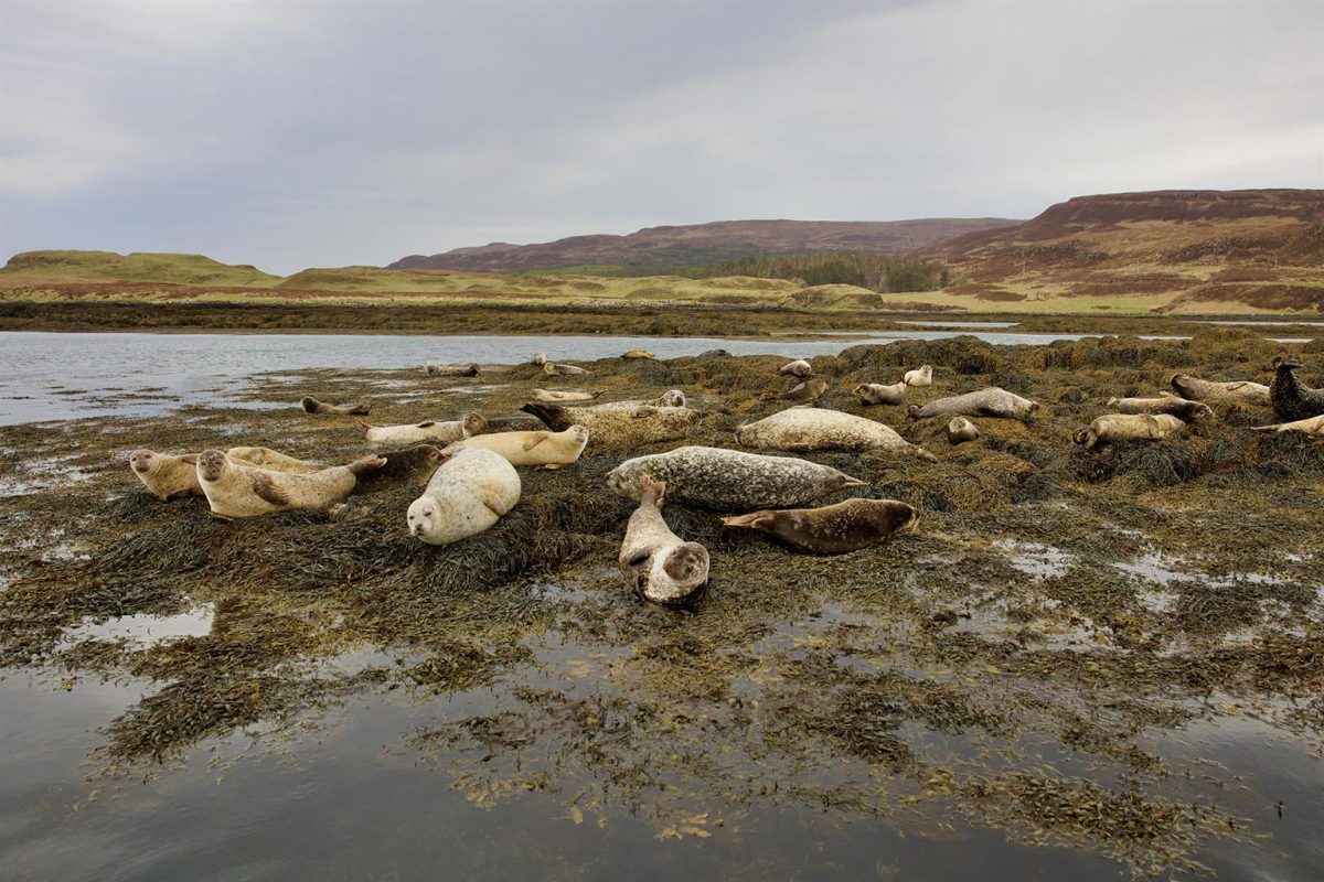 Phoques en Écosse
