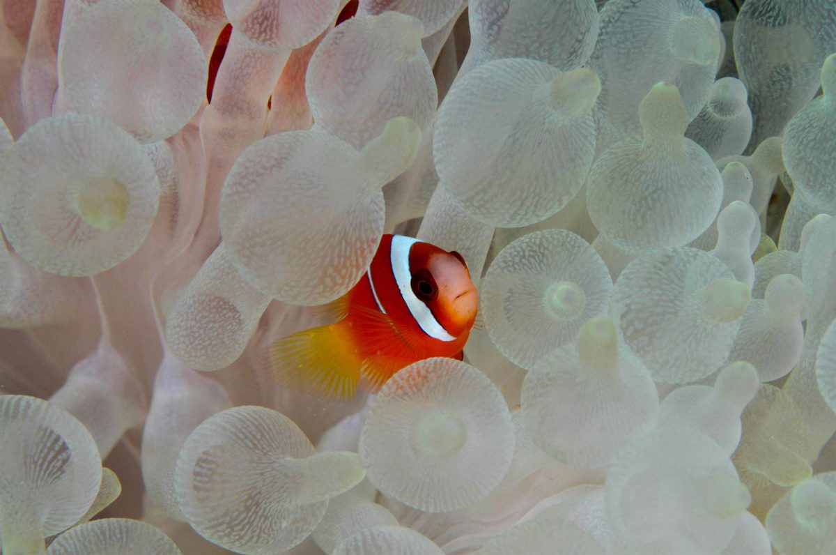 Poisson-clown et corail bulle