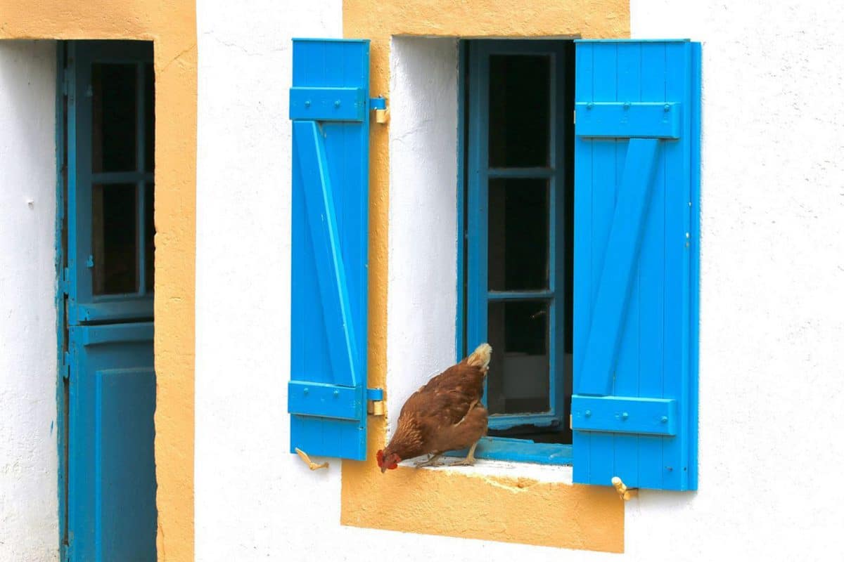 Poule à la fenêtre, Belle-Île-en-Mer
