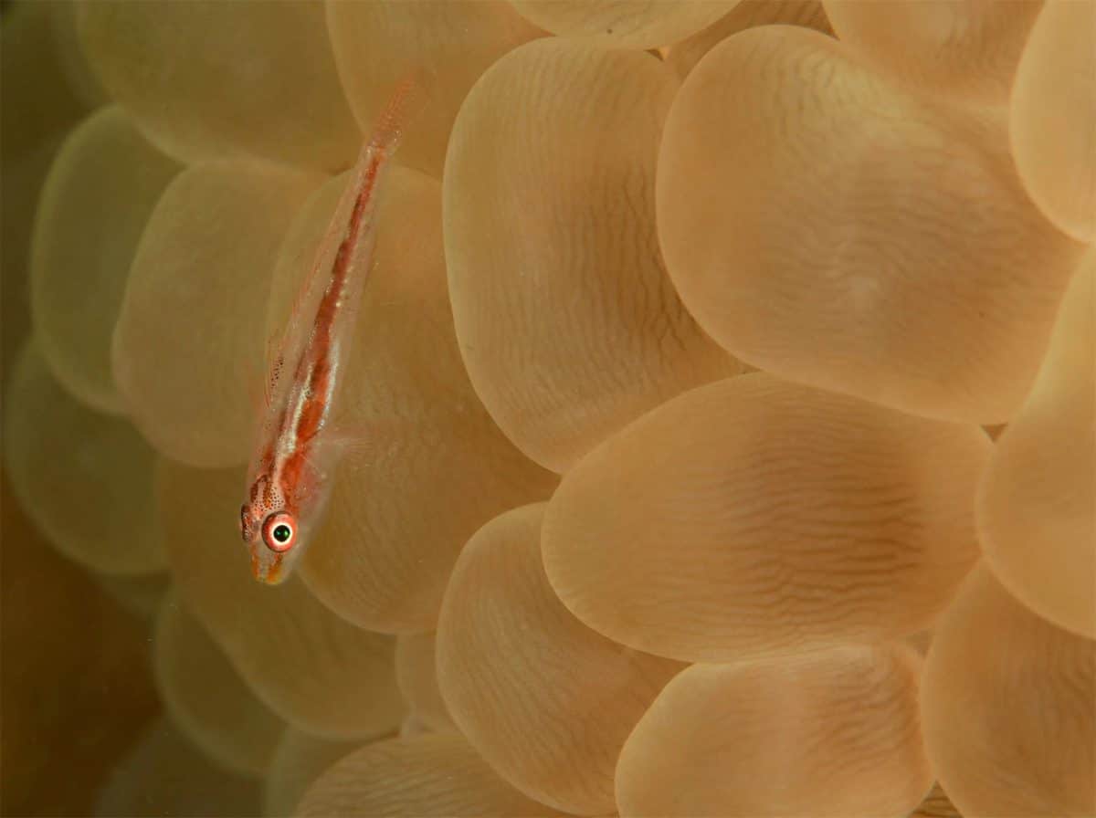 Tryptérygion nain sur corail bulle