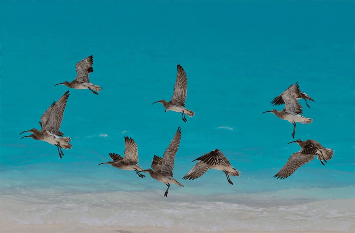 Vol de courlis sur une plage de Zanzibar
