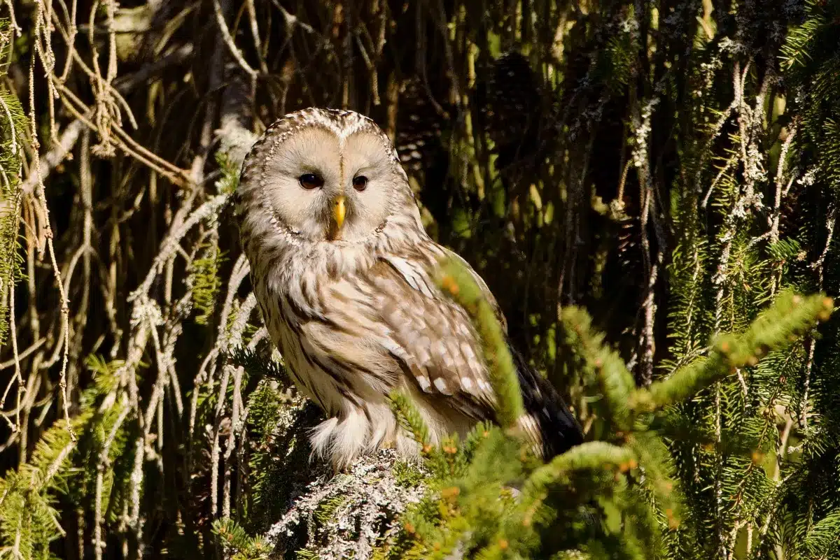 Séjour ornithologique en Suède