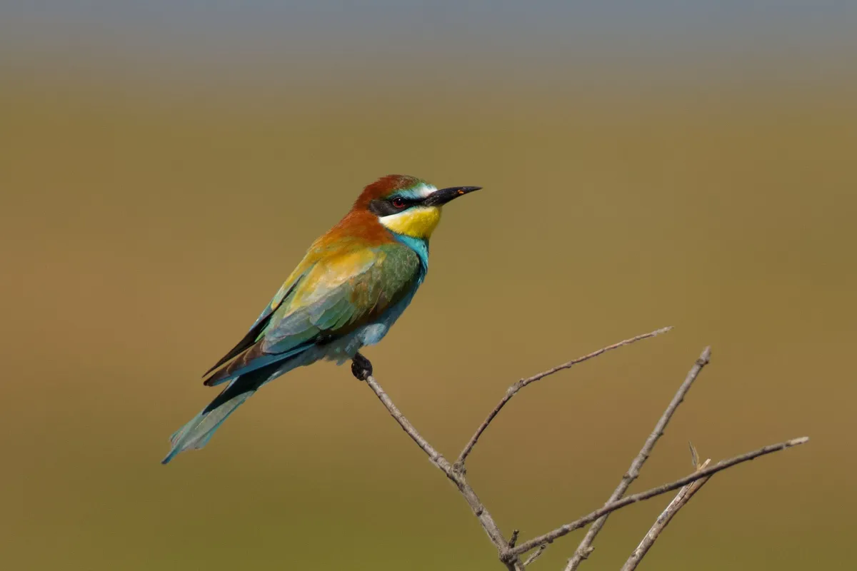 Les oiseaux du Danube