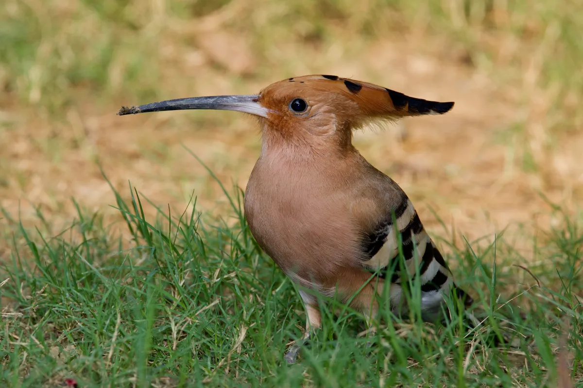 Les oiseaux du Rajasthan