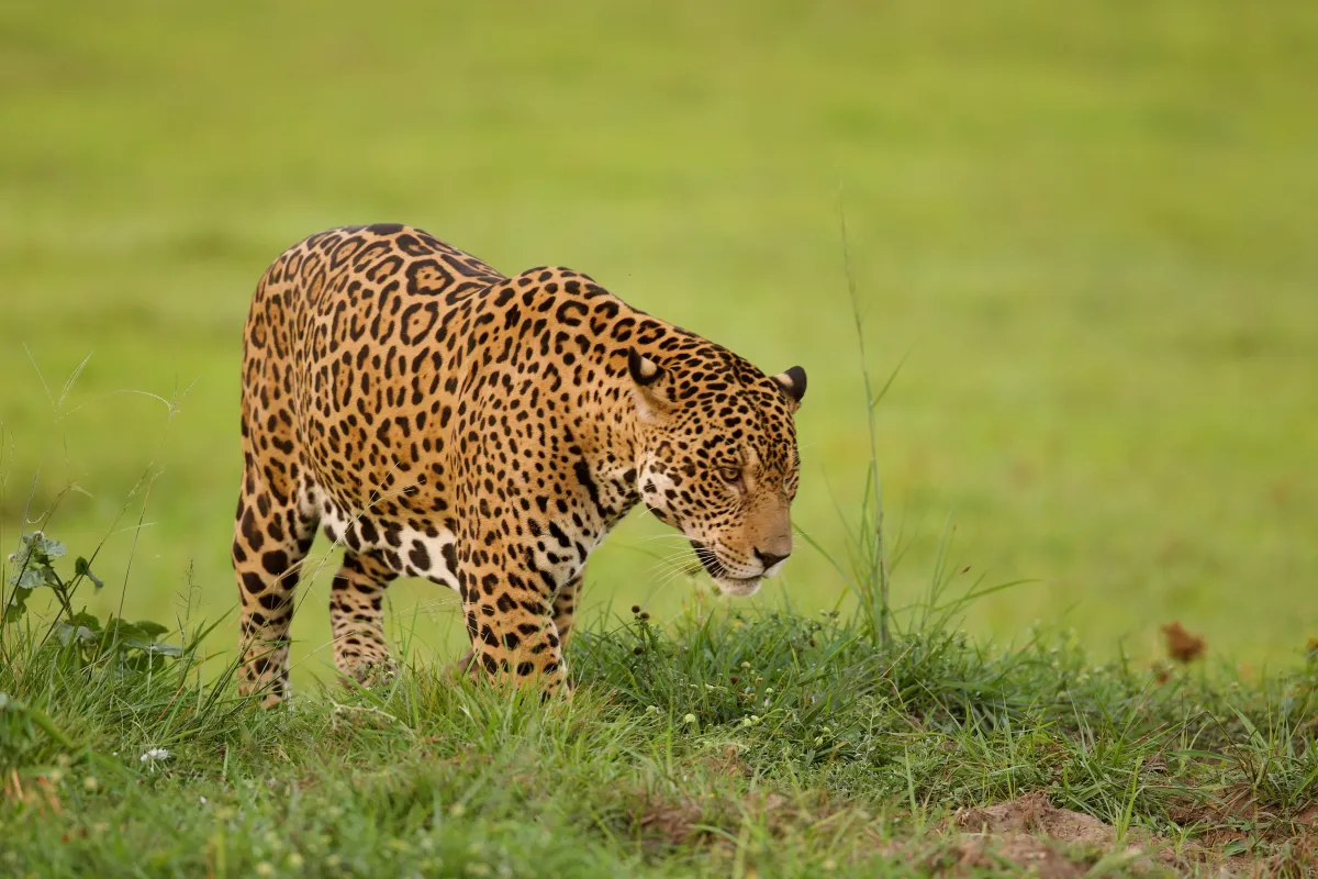 Faune du Pantanal