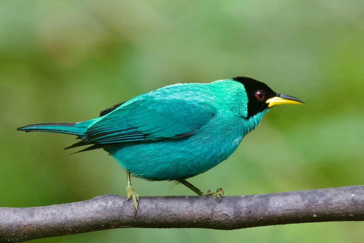 Les oiseaux de Trinidad