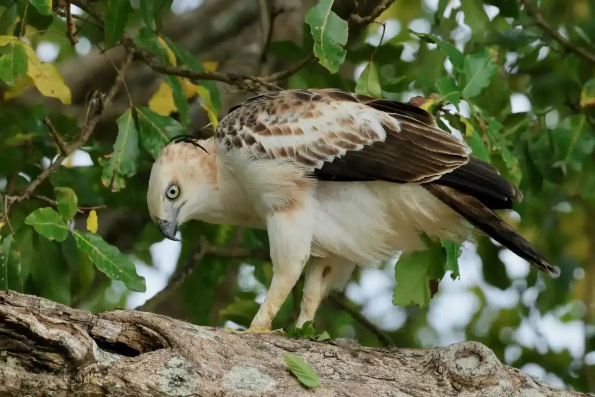 Aigle huppé
