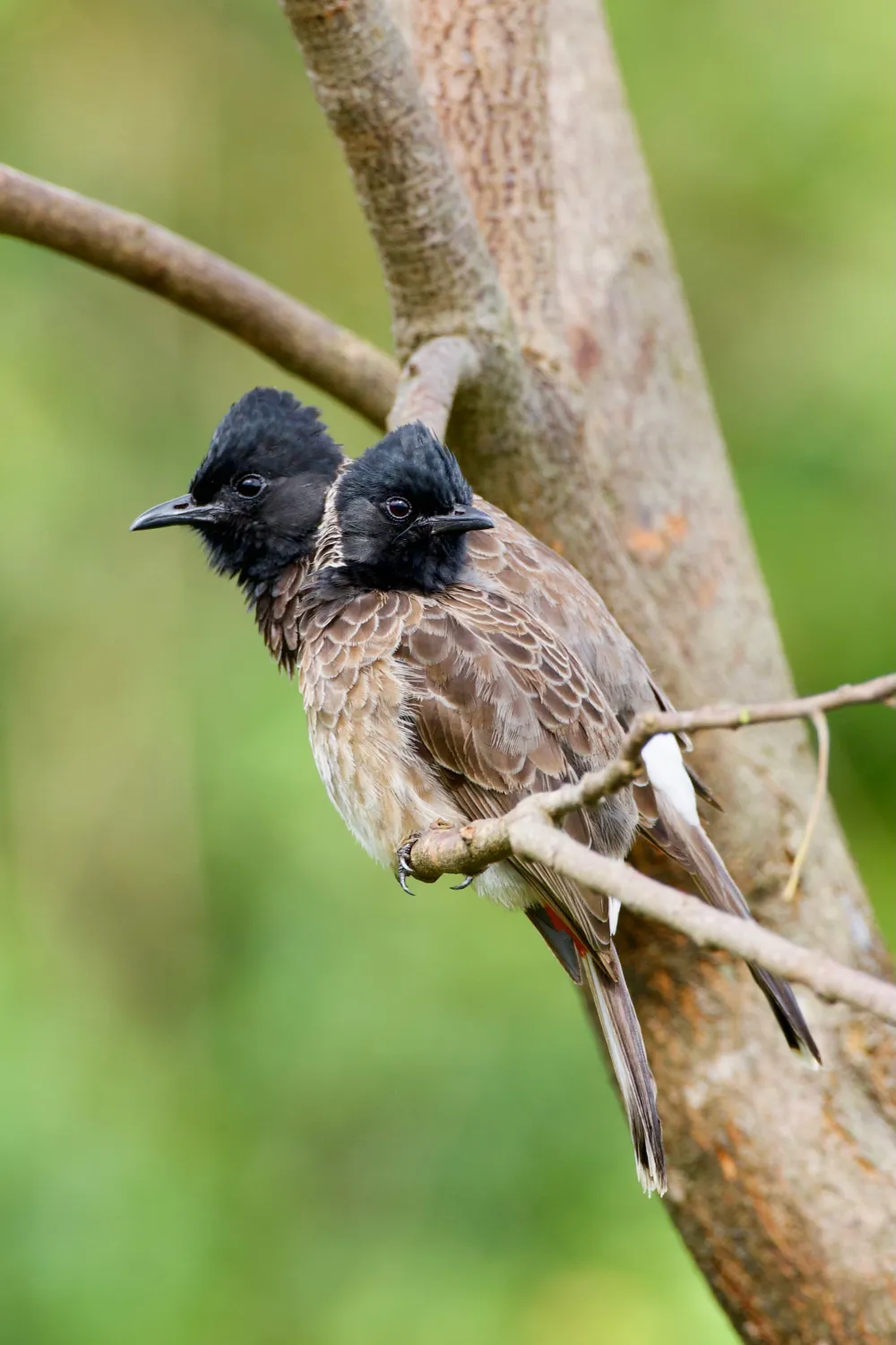 Bulbuls à ventre rouge