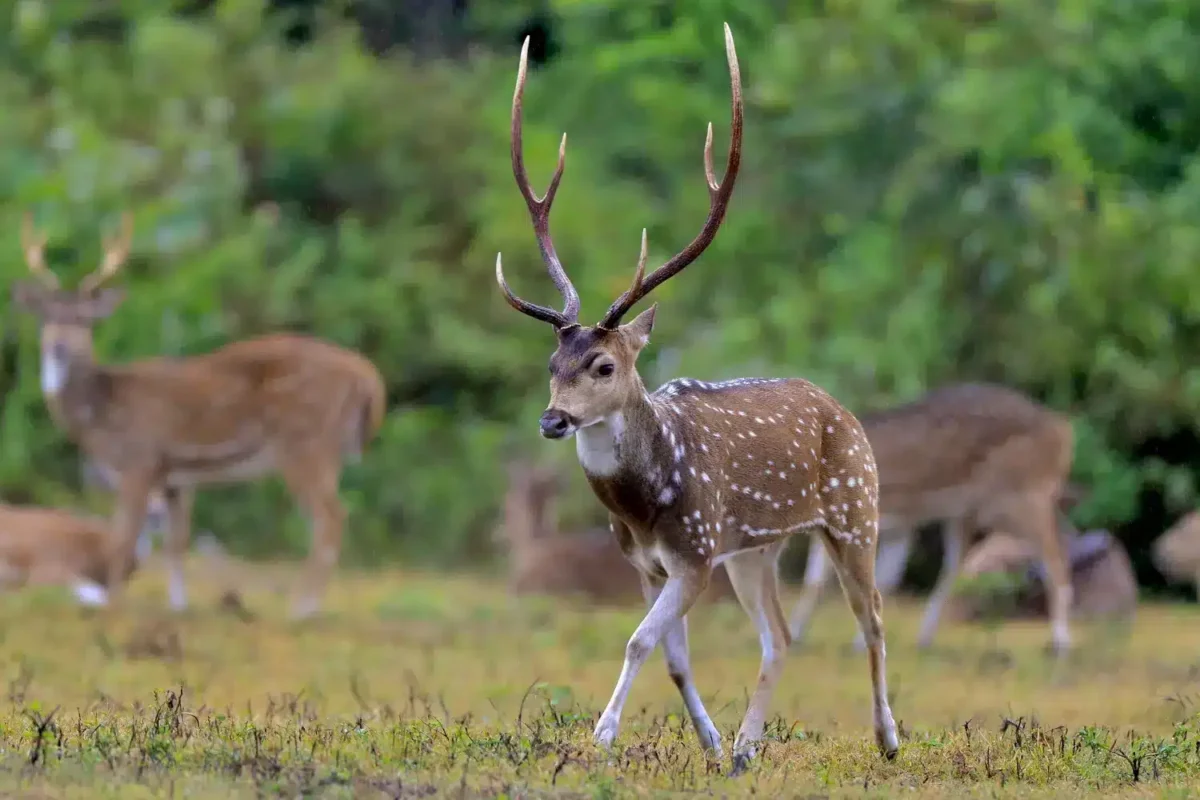 Cerf axis