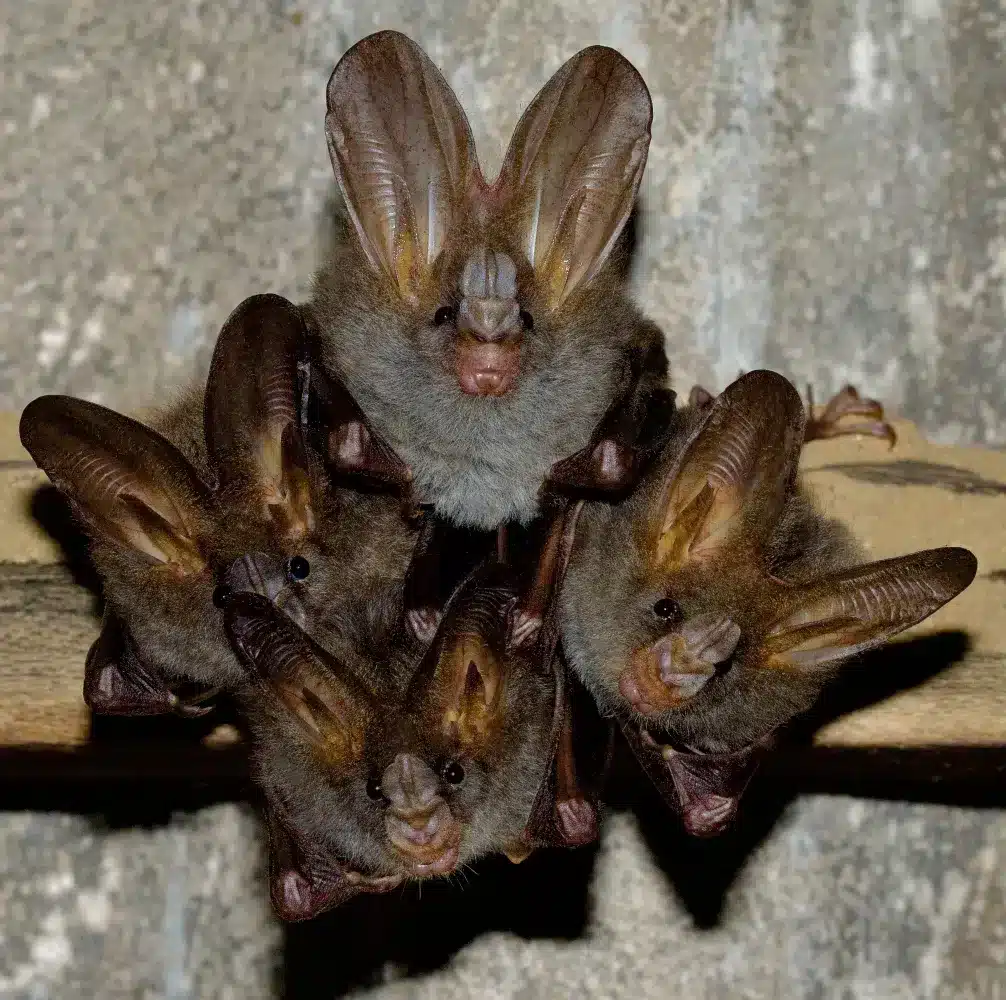Chauves-souris faux-vampires