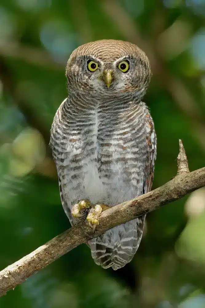 Chevêchette de la jungle