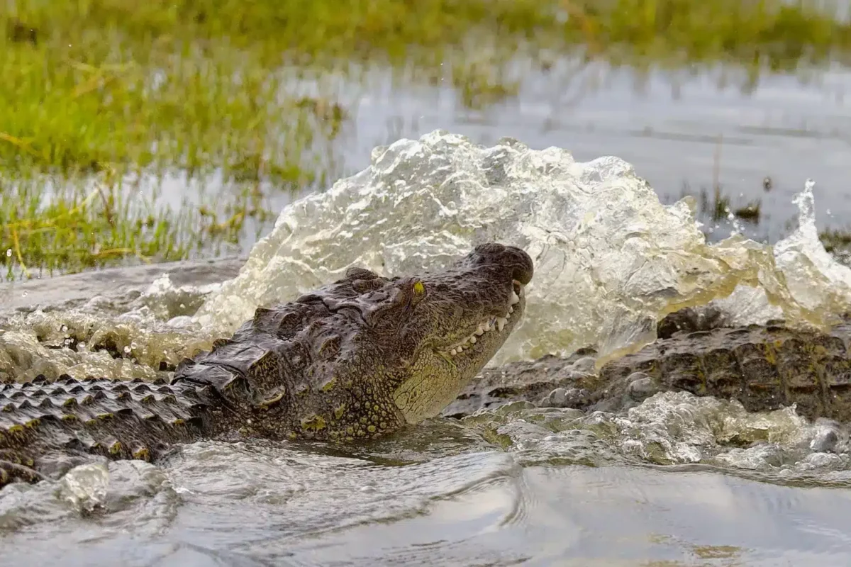 Crocodile des marais