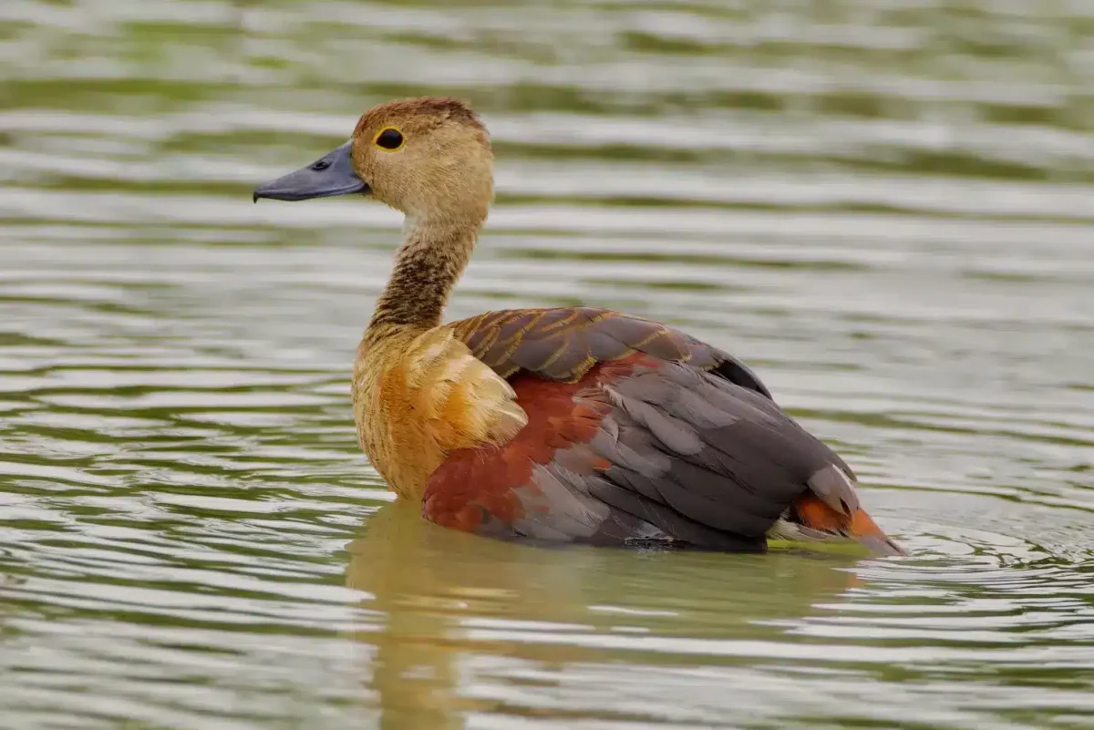 Dendrocygne siffleur