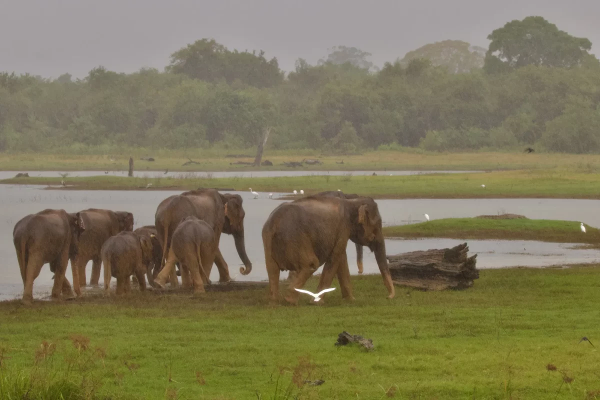 Éléphants dans la brume