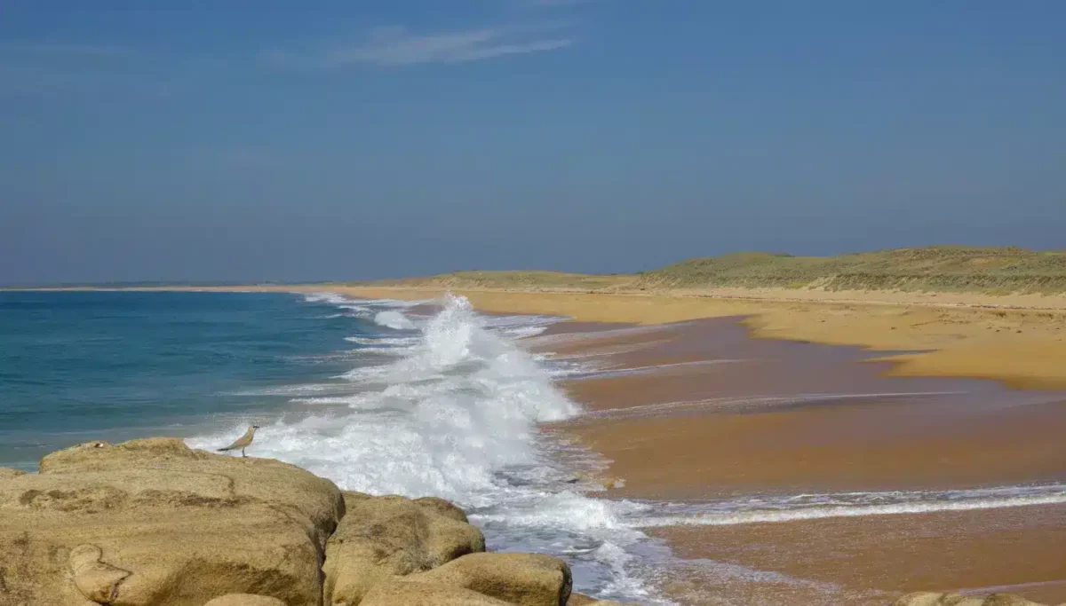 Glaréole à la plage
