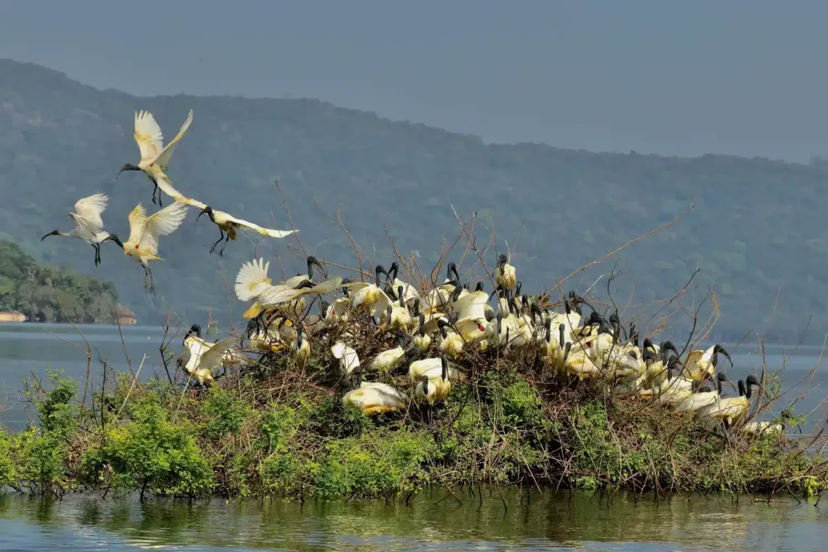 Ibis à tête noire