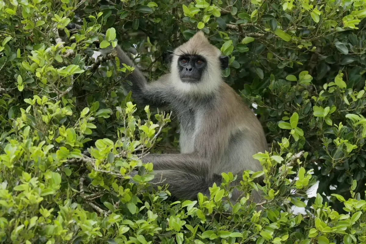 Macaque à toque