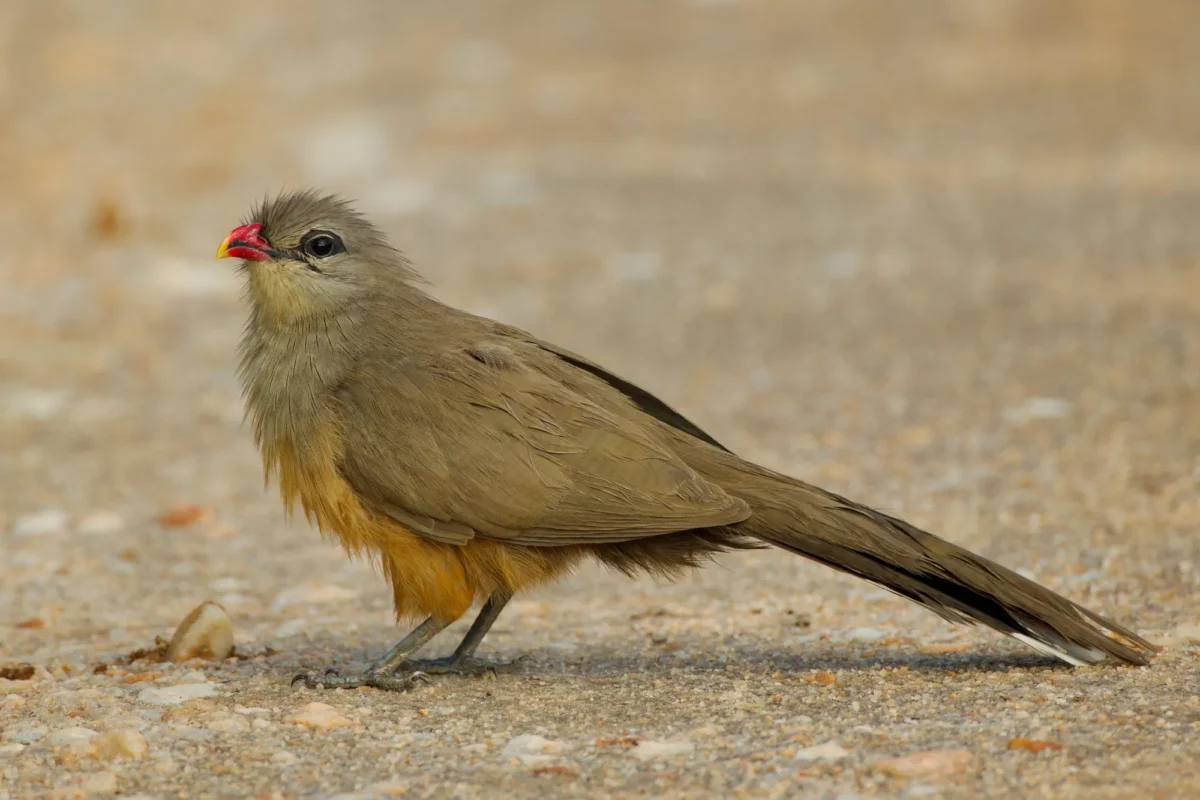 Malcoha sirkir