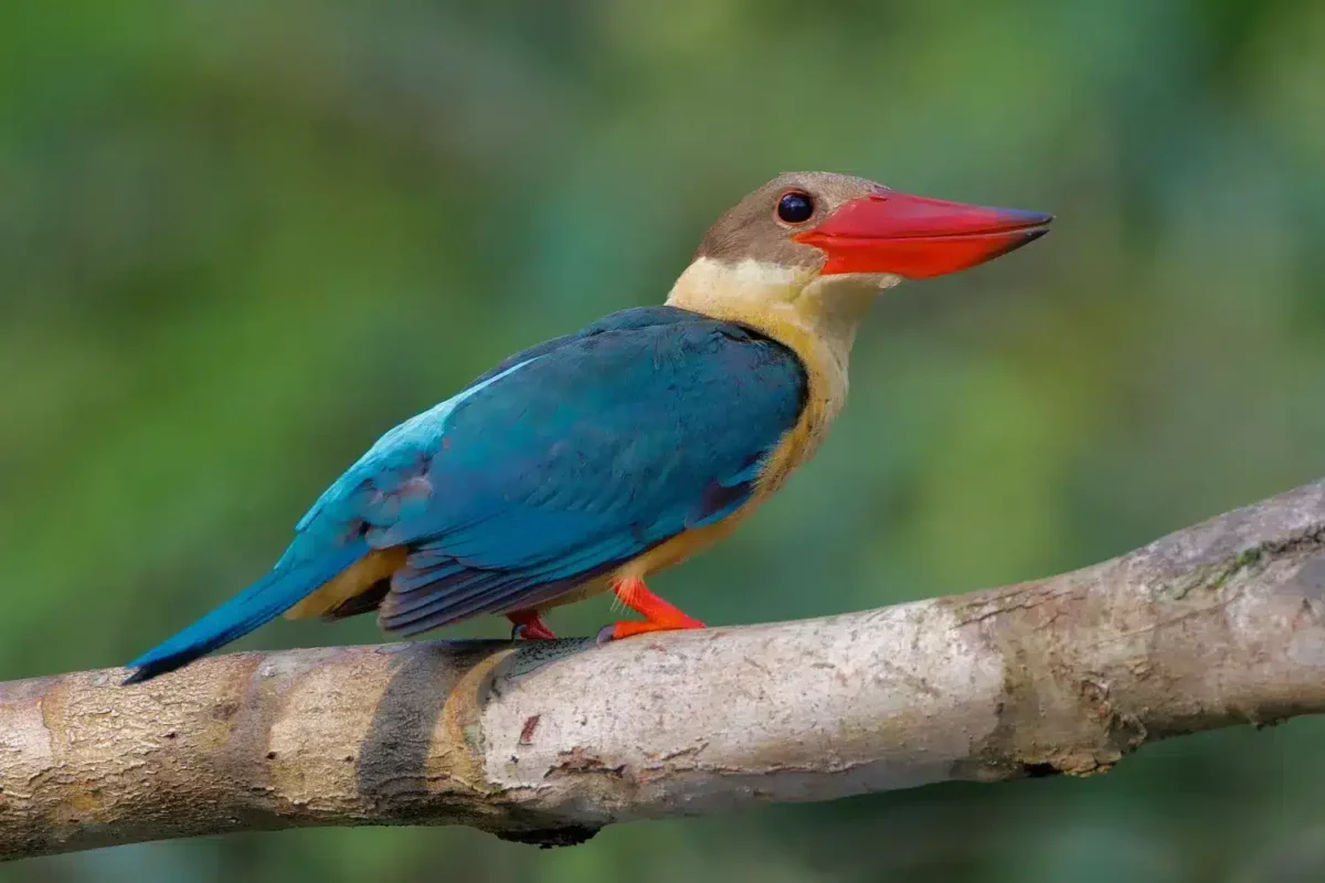 Sri Lanka nature