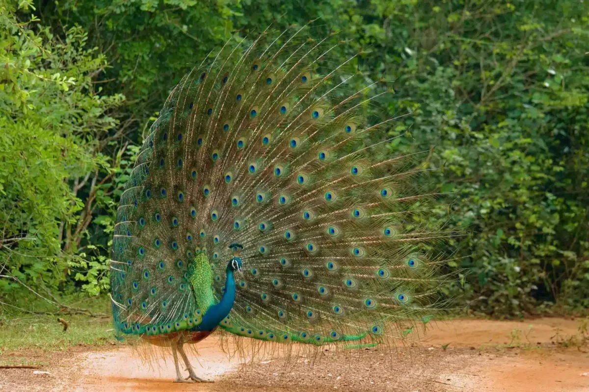 Paon bleu...dans ses terres d'origine !
