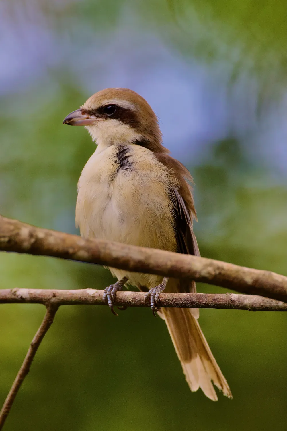 Pie-grièche brune